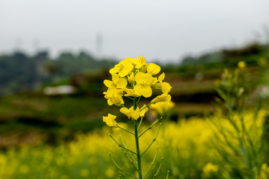 油菜花