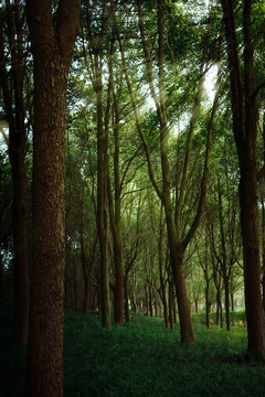 森林树木