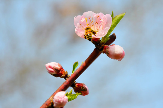 重瓣榆叶梅蜜蜂采蜜