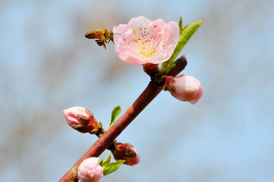 重瓣榆叶梅蜜蜂采蜜