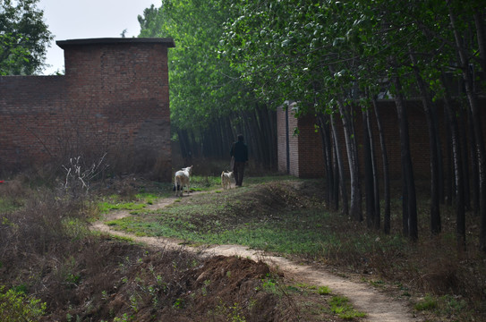 树林小路