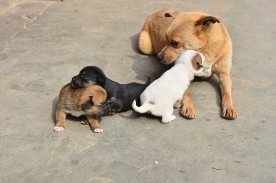 中華田園犬