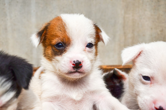 中华田园犬小奶狗