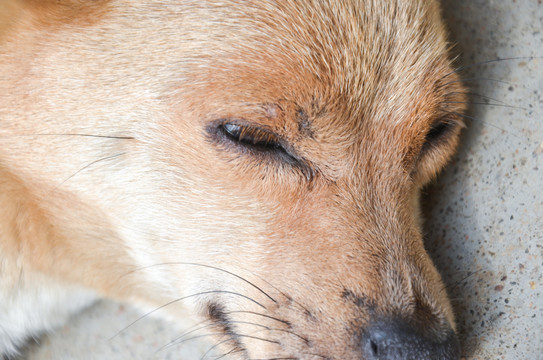 睡觉的中华田园犬