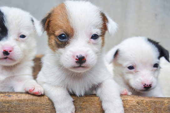 中华田园犬小奶狗