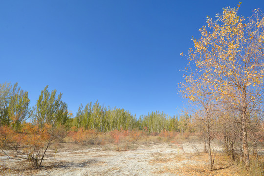 西北地区盐碱地白桦及红柳