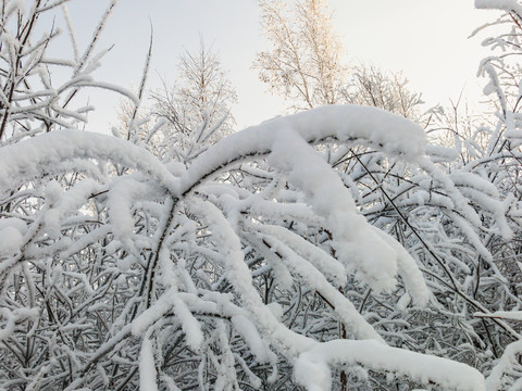 冬季雪压树枝
