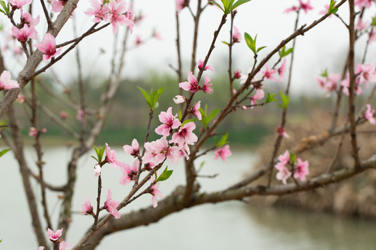 桃花