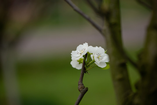 李花