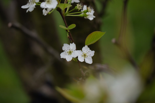 李花