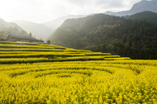 油菜花