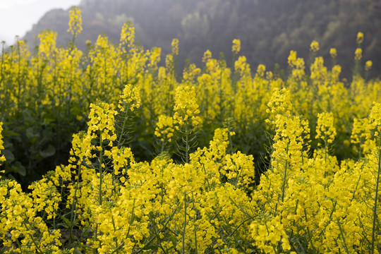 油菜花