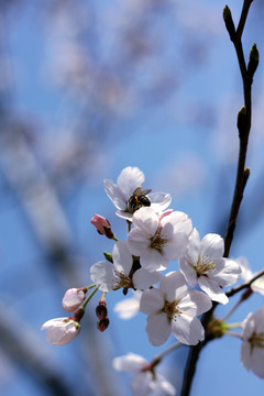 樱花