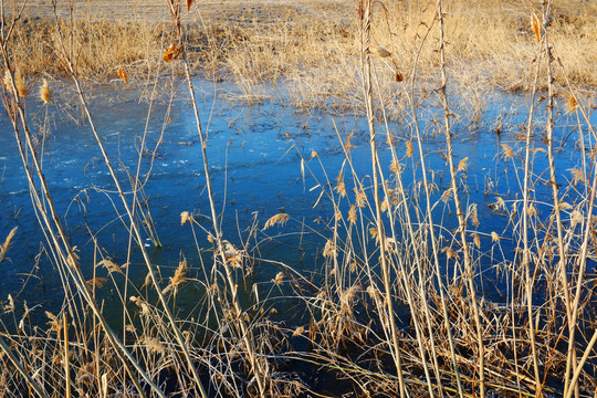 冬季池塘芦苇冰