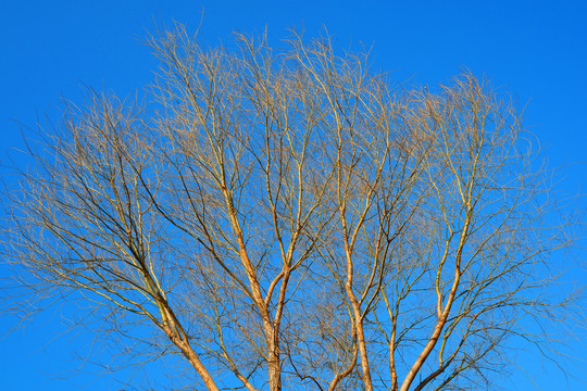 树冠冬季蓝天夕阳