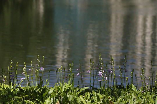 湖边的紫萼