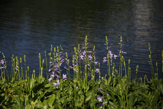湖边的紫玉簪