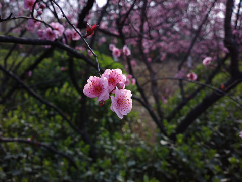 梅花