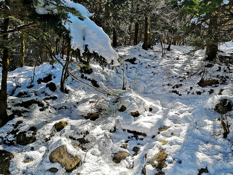 雪地丛林