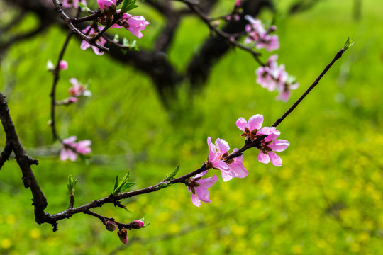 桃花