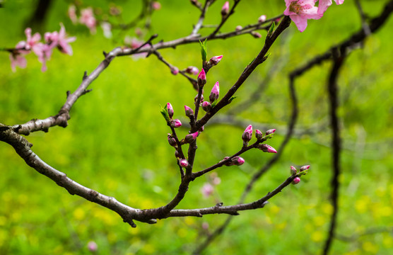 桃花