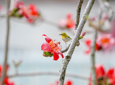 红绵花