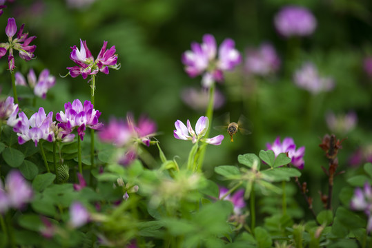 紫云英花