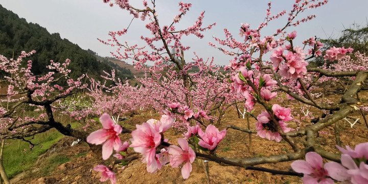 龙泉桃花