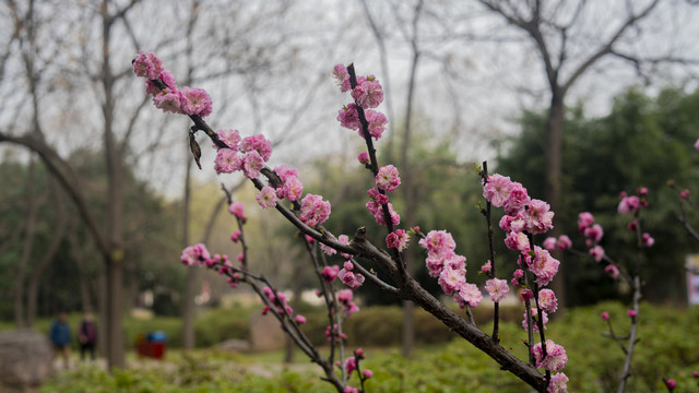 梅花