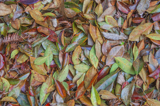 彩色树叶背景图