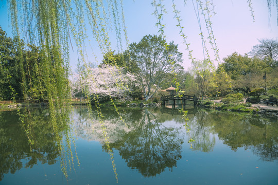 杭州西湖花港观鱼春柳