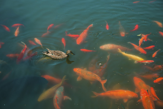 杭州西湖花港观鱼