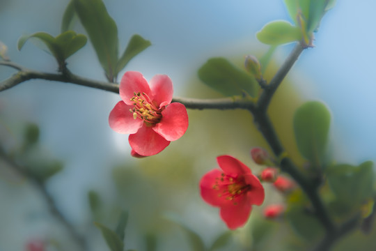 杭州西湖郭庄红梅花