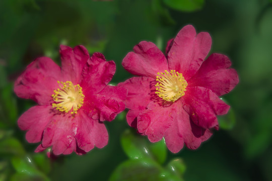 杭州西湖郭庄茶花