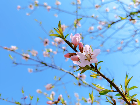 桃花三月