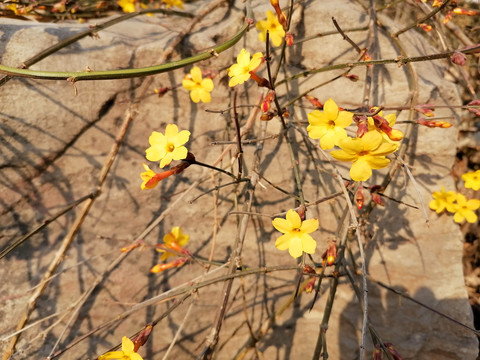 迎春花