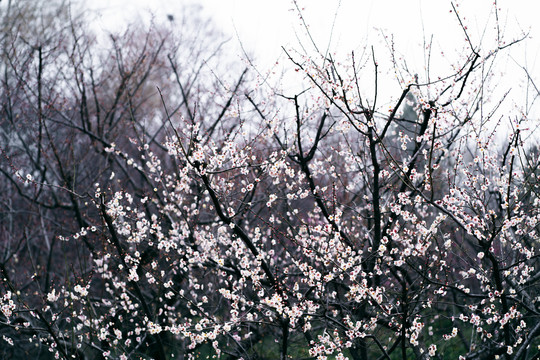 粉白梅花