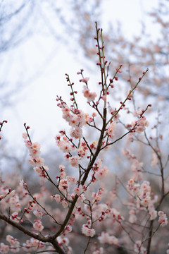 粉色梅花