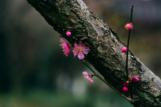 树枝梅花