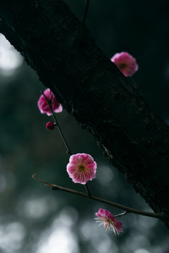 红梅花特写