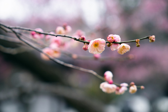 粉色梅花