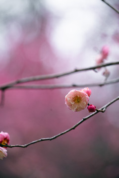 粉色梅花