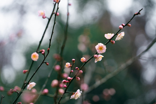 特写梅花