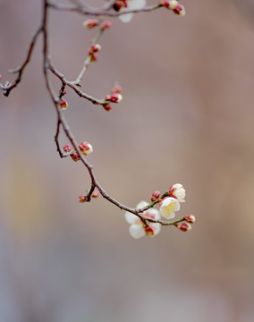 粉色白色梅花