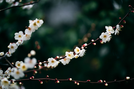 梅花花枝