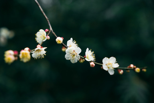 白梅花