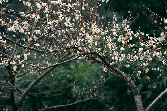 白梅花