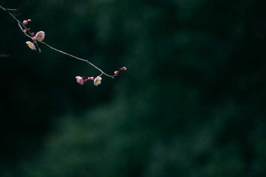 一枝梅花