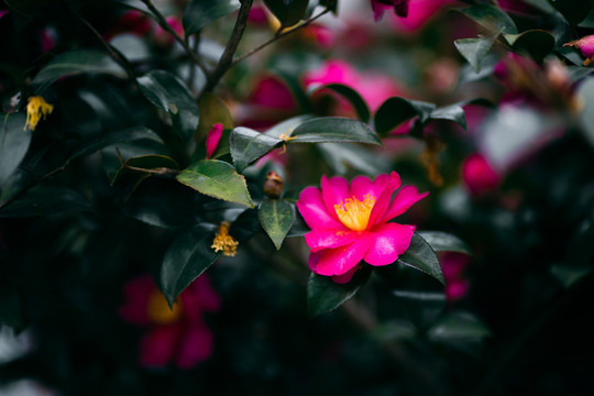 红色山茶花