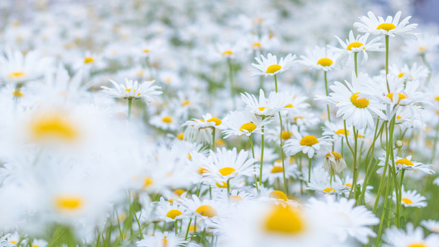 春天白色小雏菊花朵花丛背景